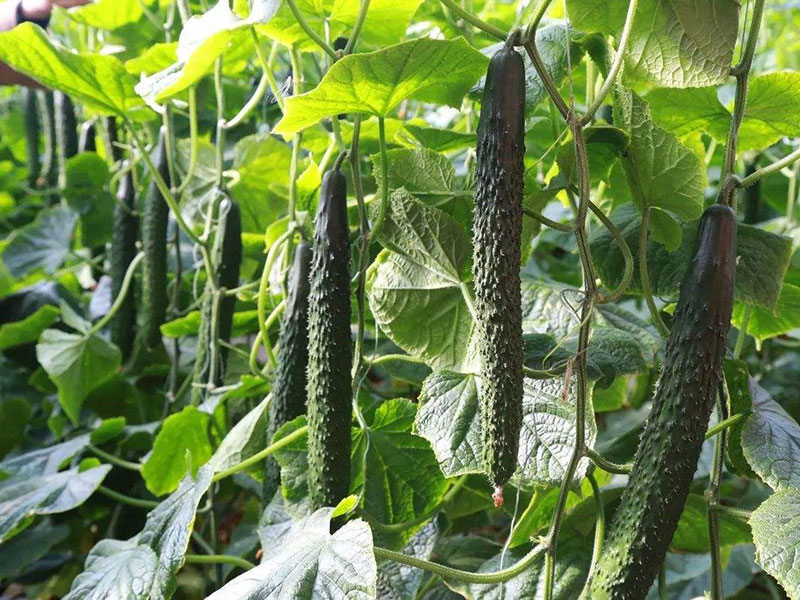 大量元素水溶肥的特点